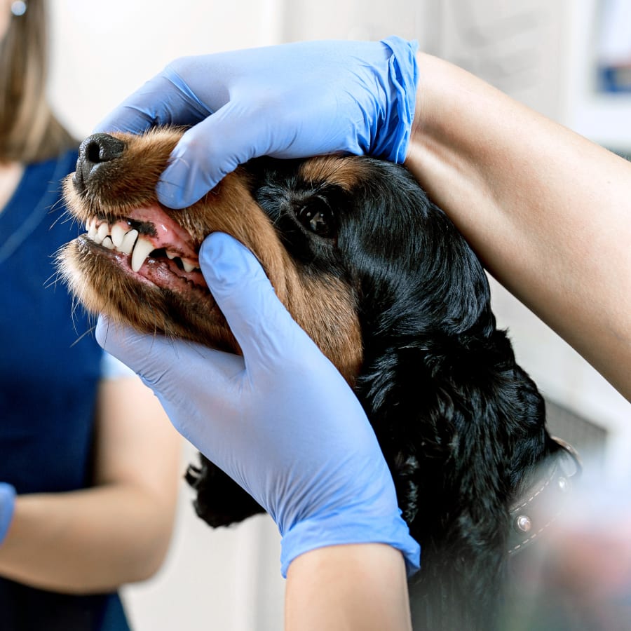 Dental Care, San Diego Vet