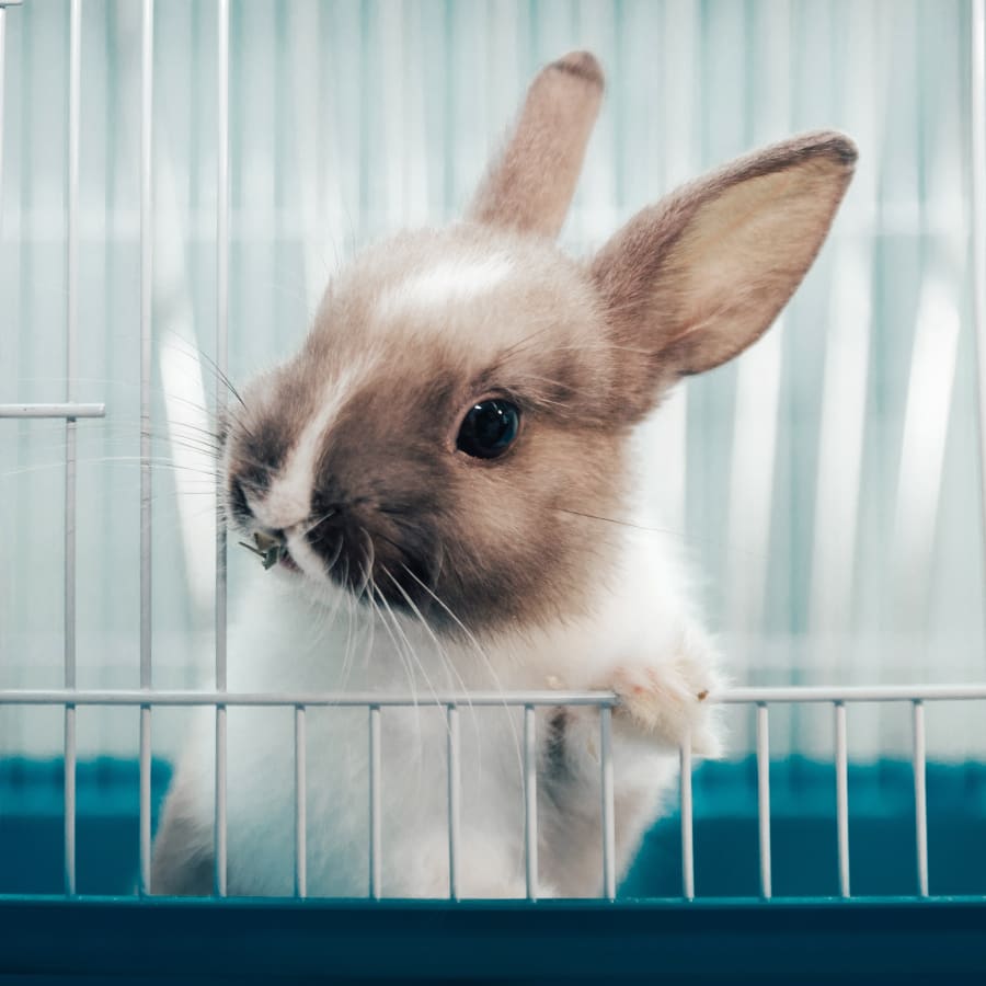 Avian & Exotic Pet Services, San Diego Veterinarians