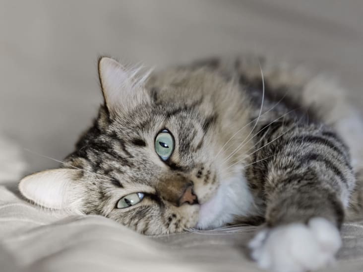 Welcome to College Animal Hospital | Animal Hospital San Diego
