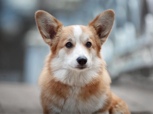 Spaying & Neutering Procedures