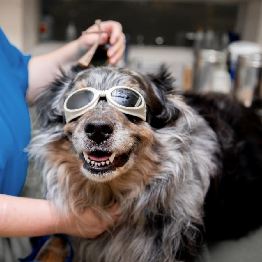 Cold Vet Laser Therapy in San Diego